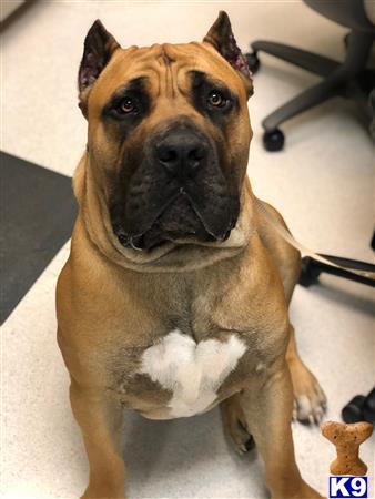 South African Boerboel